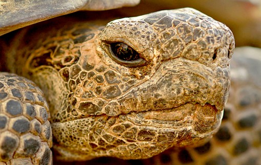 Solar tortoise