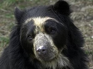 spectacled_bear_03